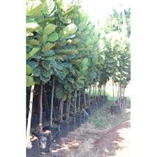 Image result for Ficus lutea
