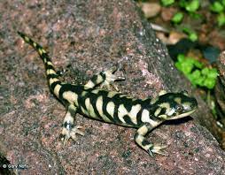 Ambystoma Mavortium The Barred Tiger Salamander Or Western Tiger Salamander Is A Species Of Mole Salama Amphibians Tiger Salamander Giant Salamander