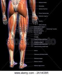Muscles of the leg include muscles of the thigh and foot. Labeled Anatomy Chart Of Male Leg Muscles On White Background Stock Photo Alamy
