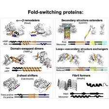How would you switch to a user in the aws console? Functional And Regulatory Roles Of Fold Switching Proteins Sciencedirect