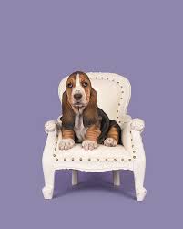 Sandyhill basset hounds has puppies placed in many happy homes including homes in michigan. Cute Basset Hound Puppy On A White Baroque Chair On A Lavander P Photograph By Elles Rijsdijk