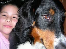 Sasha/Bernese Mountian Dog