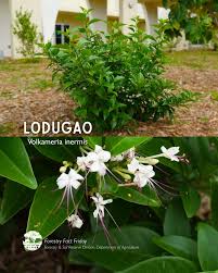 Image result for Volkameria