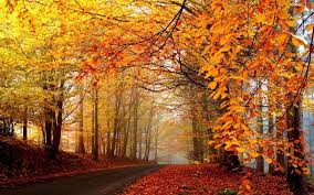 Wallpapers » b » 63 wallpapers in backgrounds fall collection. Fall Scenery Yellow What An Uncomparable Scene Autumn Natural Scenery Wallpaper Schone Naturbilder Herbstlandschaft Titelfoto