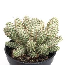Image result for Euphorbia corniculata