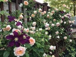 rose ginger syllabub with clematis warsaw nike bauerngarten garten diy garten