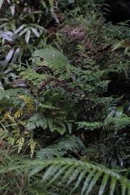 Image result for Odontosoria africana