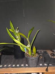 Image result for Polystachya galeata