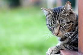 Home burial or pet cemetery. Home Euthanasia For Dog And Cats Peaceful Passing