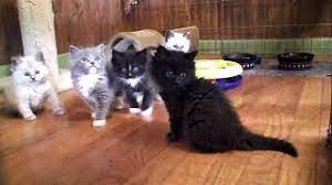 Ann wanted to create a pointed ragdoll and used the selected cats, solids and minks. Solid Traditional Ragdoll Kittens At Play 3 21 11 Youtube