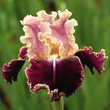 New Leaf Iris Lavish Ruffles And Rich Colors Rosy Orchid Colored Standards With Pale Edges Are An Accent To The Rich Mag Iris Flowers Iris Garden Bearded Iris