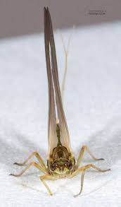 Image result for Nidorella attenuata