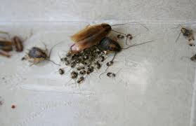 Baby Cockroach What You Need To Know Clegg S Pest Control