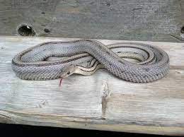Striped Anery Cornsnake Pet Snake Corn Snake Snake