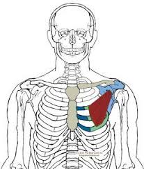 Pin On Chest Origin Insertion