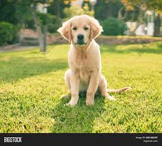 Maybe you would like to learn more about one of these? Beautiful Cute Golden Image Photo Free Trial Bigstock