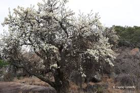 Image result for Dombeya torrida