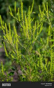 Englisch » deutsch deutsch » englisch. Ragweed Plants Image Photo Free Trial Bigstock