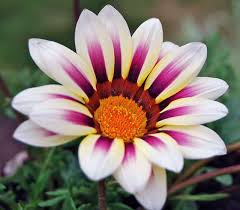 Spesso i due genere vengono confusi, e altrettanto spesso si sono creati ibridi dei due generi, di colore vario, ma. Coltivazione Della Gazania Tutte Le Info Idee Green