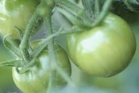 How To Spray Tomatoes With Copper Sulfate Growing Vegetables Growing Tomatoes In Containers Growing Tomatoes