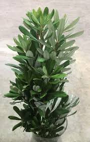 Image result for Boscia integrifolia