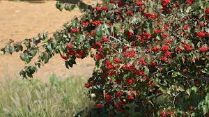 The washington hawthorn is a small, colorful tree that will brighten any landscape. A Complete Guide To Washington Hawthorn Trees