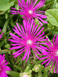 Image result for Delosperma spp.