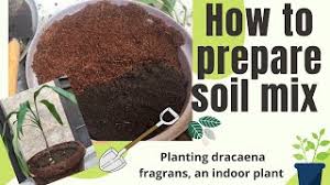 We did not find results for: How To Prepare Soil Mix Planting An Indoor Plant Dracaena Youtube