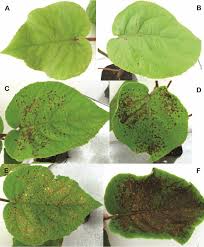 Image result for Pseudomonas syringae