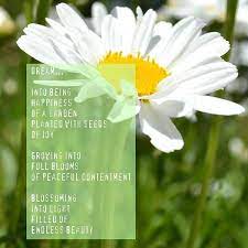 She has a white tuft of hair on her head that looks like a flower. Daisy Dream Poem Daisy Painting Daisy Daisy Love