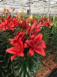 Will not come true from seed other info: Buy Lily Bulbs Redhill Longiflorum Asiatic Lily Bulb Gold Medal Winning Harts Nursery