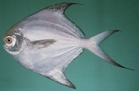 Secara taksonomis, ikan tersebut termasuk dalam. Info Produk Kementerian Kelautan Dan Perikanan