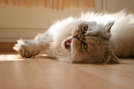 How much does a chinchilla persian cat cost? Chinchilla Persian Cat Breed Info Pictures Temperament Traits Excited Cats