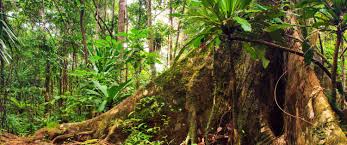 Strata of the rainforest different animals and plants live in different parts of the rainforest. Biodiversity And Tropical Rainforests Internet Geography