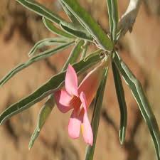 Image result for Adenium oleifolium
