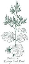 Image result for Macleaya