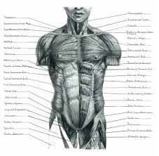 Find the best weight lifting exercises that target each muscle or groups of muscles. Hand Illustrations By Eve Darroch At Coroflot Com