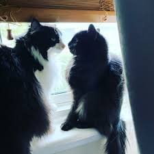 15 Min Pet Reading Voice Recording Sent To Your Email Cat Dog Guinea Pig Snake Pets
