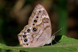 Image result for Gutenbergia eylesii