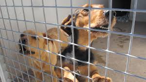 Adopter Un Chien Les Quatre Erreurs A Ne Pas Commettre Chien Societe Protectrice Des Animaux Adopter Un Chien