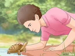 3 Ways To Find A Turtle Wikihow