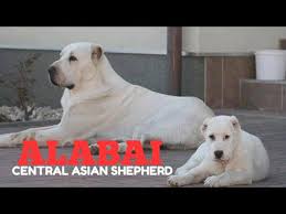 Protecting property and live stock from predators as wolves is not an easy job and wolf will fight back to kill.grab ears and tail,making these parts of body destroyed and bleeding. Rare Alabai Pups Central Asian Shepherd Livestock Guardian Ovcharka Aziat Central Asian Mastif Youtube
