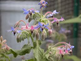 Nov 28, 2018 · what does it mean when the leaves of vinca flowers turn yellow?. 12 Types Of Garden Plants With Blue Flowers