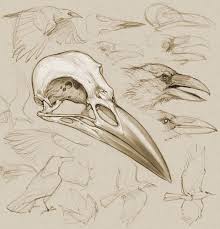 Crow Skull By Bill Melvin Digital Drawing Animal Skull Drawing Skull Art Skull Drawing