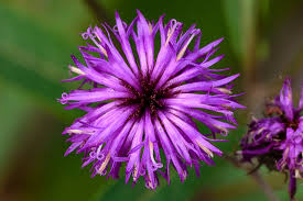 Image result for Vernonia hirsuta