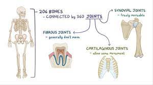 Fibrous Cartilage And Synovial Joints Osmosis