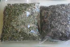 Sains eksperimen membuat belalai gajah dari gelembung sabun подробнее. Sabah Snake Grass ä¼˜éè‰ Clinathanus Daun Belalai Gajah Gendis Canggih Laksana