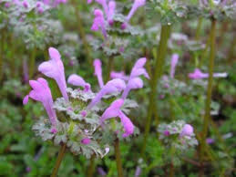 Weed with purple flowers and spikes. Henbit The Purple Flower Weed Weeds