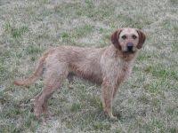 Image result for štýrský brakýř