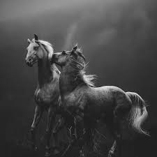 2 538 gilla markeringar 24 kommentarer rebecca tengstrom rebeccatengstromphoto pa instagram motiv i rorelse horses pretty horses beautiful horses